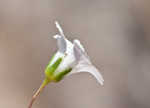 Oneflower stitchwort